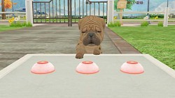 画像集#005のサムネイル/「てのひらワンコ」,ゲーム内で手に入るコインや経験値を大幅にアップ