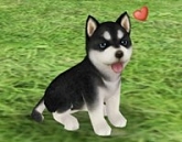 画像集#003のサムネイル/「てのひらワンコ」,チュートリアルクリアボーナスで,もう1匹わんこがもらえる