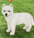 画像集#018のサムネイル/「てのひらワンコ」,チュートリアルクリアボーナスで,もう1匹わんこがもらえる