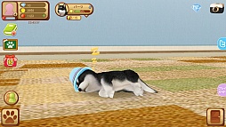 ꡼ No.003 | ޥۤǻϤ뿷ڥåȥ饤աޥ۸֤ƤΤҤ󥳡פҲ𤹤֡ʤۤܡޥۥ̿746