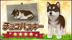 画像ギャラリー No.004のサムネイル画像 / 「てのひらワンコ」,限定わんこが手に入る1周年記念キャンペーンを実施