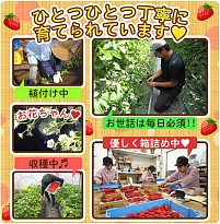 画像集#006のサムネイル/「畑っぴ〜里山くらし〜」が配信に。ポイントを貯めて本物の野菜と交換しよう