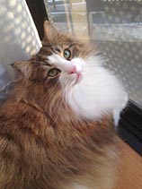 ������#008�Υ���ͥ���/�֤ߤ�ʤǻ���֡�Android�Ǥ������ۿ����ϡ�iOS�Ǥλ�����Ͽ�������