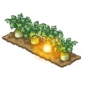 画像ギャラリー No.002のサムネイル画像 / 「楽園生活 ひつじ村」期間限定イベント“みかん収穫チャレンジ”開催