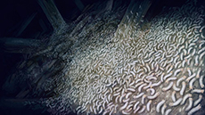 ������#019�Υ���ͥ���/�ֿ� ή�Ԥ���ס����ȡ��꡼��ƻ�ڤ��ǧ�Ǥ����ʬ���ĥ꡼�פ䥪��饤�����ǡ�ʪ��Τ��餹���ʤɤ�������