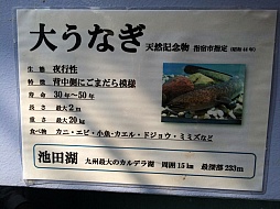 ���������꡼ No.017�Υ���ͥ������ / �ޥե������Ĥ��󼡸����褤������278��ֺ��Ǿ������ȥ쥢���Ф�ȱ��λؽ�ήϲ�͡�