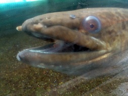 ���������꡼ No.018�Υ���ͥ������ / �ޥե������Ĥ��󼡸����褤������278��ֺ��Ǿ������ȥ쥢���Ф�ȱ��λؽ�ήϲ�͡�