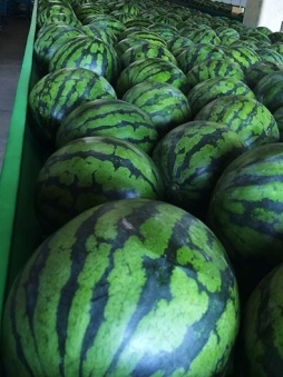 画像集#005のサムネイル/「ごちぽん(体験版)」,本物のスイカがもらえるイベントが5月18日にスタート