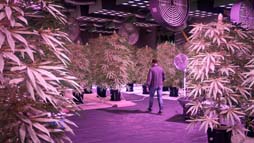 ꡼ No.014Υͥ / GTA饤ס̵ξʪ֥ǥ饹 󥸥㡼3600LXפ