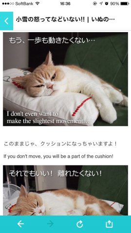 ꡼ No.005 | ֤뤰󥸥 Τ֥˥㤬פץ֤ͤΤפȥ