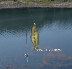 ������#001�Υ���ͥ���/�ե��å��󥰥֥饦��������������12��29�������������ӥ�������