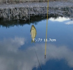 ������#006�Υ���ͥ���/�ե��å��󥰥֥饦��������������12��29�������������ӥ�������