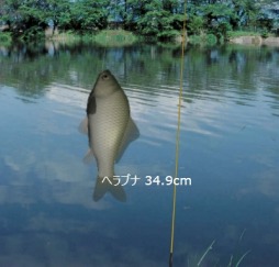 ������#008�Υ���ͥ���/�ե��å��󥰥֥饦��������������12��29�������������ӥ�������