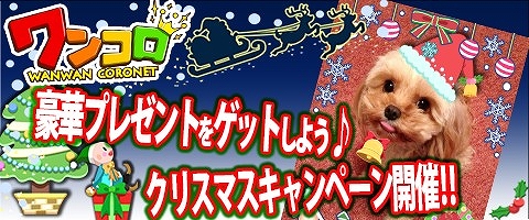 ������#001�Υ���ͥ���/�֥�󥳥��ס����ꥹ�ޥ�����Υǥ��졼������о졣���̥�������ܡ��ʥ���