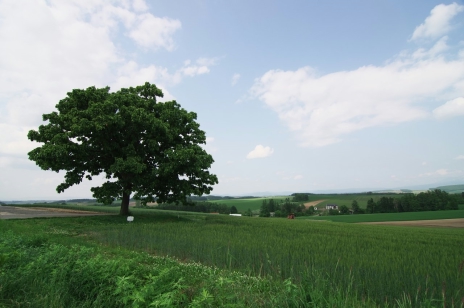 ������#013�Υ���ͥ���/�������赭3�ס�����ϤȤʤ��̳�ƻ�Υ��ݥåȾ��󤬸�������ʤ�������ȡ�ۤ䡤����ʿ����˾�Ǥ���߻�Ÿ˾��ʤɤ�̿��ȤȤ�˥����å�