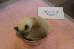画像ギャラリー No.001のサムネイル画像 / 「風パズル」,猫カフェ「きゃりこ」で行われたイベントの模様が公開に