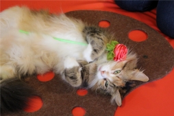 画像ギャラリー No.002のサムネイル画像 / 「風パズル」,猫カフェ「きゃりこ」で行われたイベントの模様が公開に