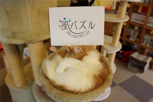 画像ギャラリー No.003のサムネイル画像 / 「風パズル」,猫カフェ「きゃりこ」で行われたイベントの模様が公開に