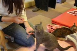 画像ギャラリー No.004のサムネイル画像 / 「風パズル」,猫カフェ「きゃりこ」で行われたイベントの模様が公開に