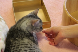 画像ギャラリー No.005のサムネイル画像 / 「風パズル」,猫カフェ「きゃりこ」で行われたイベントの模様が公開に