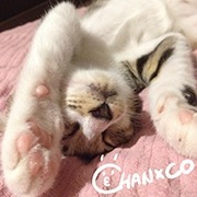 ���������꡼ No.003�Υ���ͥ������ / �����������µ�V��7��30���ۿ��Υ˥�������ȯ��ľ��SP�νб�Ԥ��ɲ�