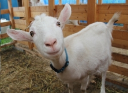 画像ギャラリー No.005のサムネイル画像 / 「ごちぽん」が高知県のご当地アイドル「はちきんガールズ」とコラボ