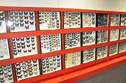 ꡼ No.013Υͥ / 塞ɤμĸ줵ȥ֥ȥॷɤΥ֥ȥॷ椫ꤵз衣ֿԥॷ󥰡ײƯϵǰ٥Ȥݡ