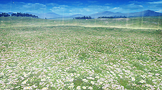 ꡼ No.009 | FFXVפΥΥƥ⻲AC֥ǥǥ եʥե󥿥פβƯ2ǯǰ緿åץǡȤ»