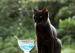 画像ギャラリー No.002のサムネイル画像 / 実写映画「ねこあつめの家」が2017年4月8日より全国ロードショー。追加キャストとして,女優の忽那汐里さんが出演することも明らかに