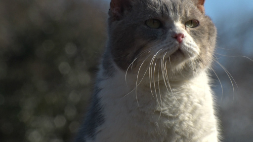 ꡼ No.011 | ¼̱ǲ֤ͤĤβȡפ˽б餹ȥǭɤ¢̿100礬