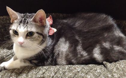 ���������꡼ No.003�Υ���ͥ������ / �֥ͥåȥϥ��ס��������2���ָ���ǡ֥��ꥹ�ޥ��к������פ��߱�