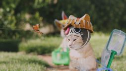 ꡼ No.004 | ֤ݤݤ롼¼DXʪΥͥѤ¼WebCM6ä