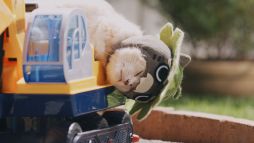 ꡼ No.005 | ֤ݤݤ롼¼DXʪΥͥѤ¼WebCM6ä