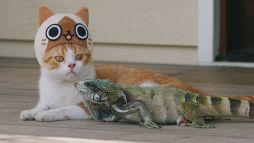 ꡼ No.008 | ֤ݤݤ롼¼DXʪΥͥѤ¼WebCM6ä