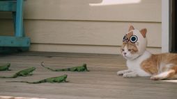 ꡼ No.010 | ֤ݤݤ롼¼DXʪΥͥѤ¼WebCM6ä