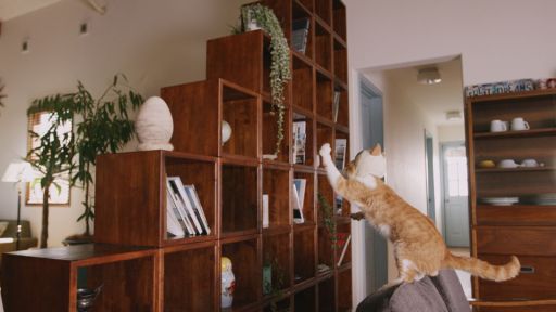 ꡼ No.012 | ֤ݤݤ롼¼DXʪΥͥѤ¼WebCM6ä