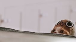 ꡼ No.013 | ֤ݤݤ롼¼DXʪΥͥѤ¼WebCM6ä