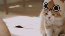 ꡼ No.015 | ֤ݤݤ롼¼DXʪΥͥѤ¼WebCM6ä