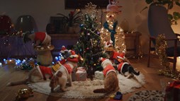 ���������꡼ No.003�Υ���ͥ������ / �֥��ϥ����� �ݤ��ݤ������롼¼DX�פ�WEB CM��7�ä����������ȤǸ���