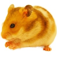 ꡼ No.005 | SpookyDoor׻ϿԿ8686ͤˡϥ༰塼ȥꥢ