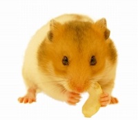 画像ギャラリー No.006のサムネイル画像 / 「SpookyDoor」ハムスターが本作を紹介する「ハム式チュートリアル」第2回を公開