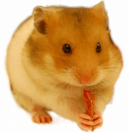 ꡼ No.005 | SpookyDoorץϥॹΥҲ֥ϥ༰塼ȥꥢ롪3ä