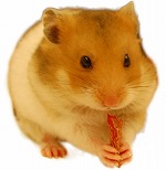 画像ギャラリー No.004のサムネイル画像 / 「SpookyDoor」,iOS版が配信スタート。“ハム式チュートリアル”の第4話も公開