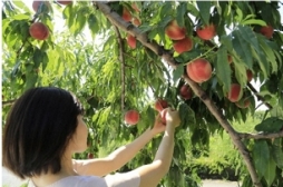 ���������꡼ No.002�Υ���ͥ������ / ʡ��α���ݥ����֥�å����פδѸ������ڡ���7��22�����鳫��