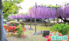 ꡼ No.016Υͥ / ǥ100ⱿžǤ롣3DSŴƻˤäݤϩ ŵŴƻԡפ2015ǯ115ȯ