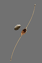 ꡼ No.006Υͥ / дˤ֥ե饤 ץ饤ޥסץ쥤䡼ƻȤäեǤξܺ٤