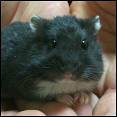 ꡼ No.013Υͥ / VCǡ֥ݥåȥ󥹥 ֡Сġԥ奦ۿľΥȥ֤˥1800ۿ