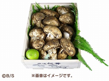 ꡼ No.002 | ֤ʤᤳݥåȡץ꡼٥ȡȤʤᤳȤ錄ɤ򳫺