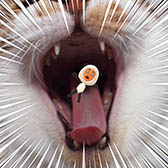 ꡼ No.015Υͥ / ǤŷƲΥޥۥץMiitomoפλϿդϡʬΡMiiɤơȼȡɤΥߥ˥ڤSNSץ