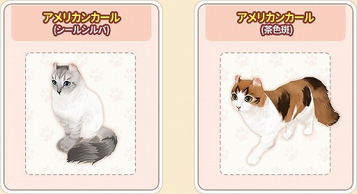 ꡼ No.006 | ֥ޥˤ󥫥եסǭ10Ϣ㥷ƥɲäޤॢåץǡȤ»